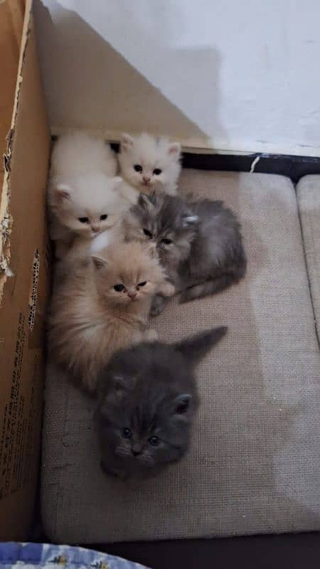 Persian, Triple Coat Kitten 0