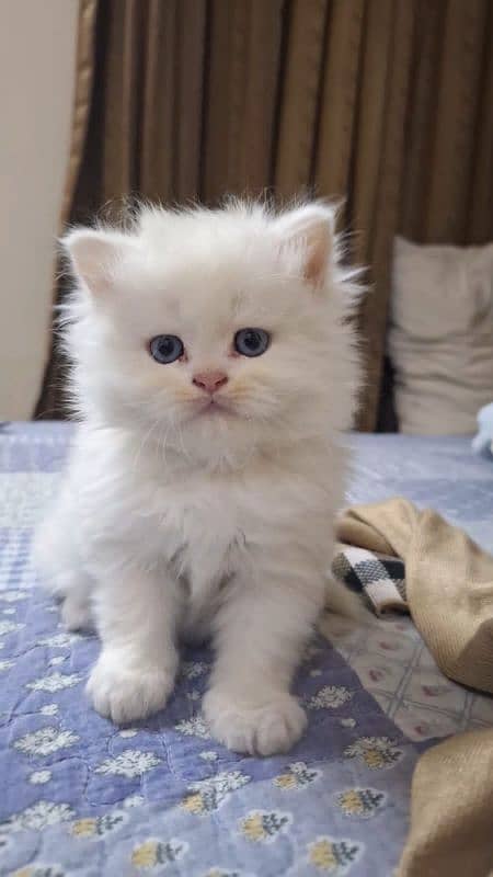 Persian, Triple Coat Kitten 1