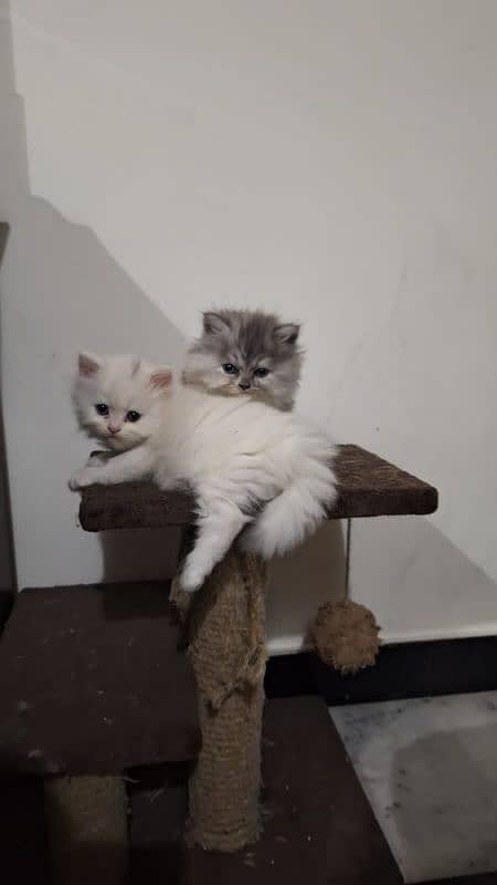 Persian, Triple Coat Kitten 2