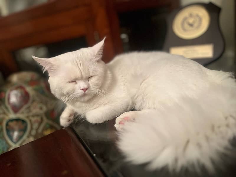 Persian male cat 1