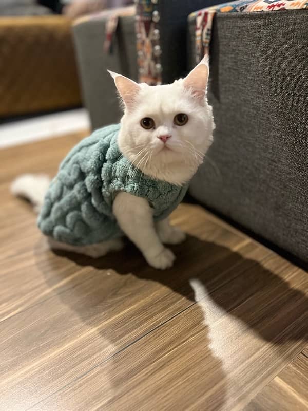 Persian male cat 2