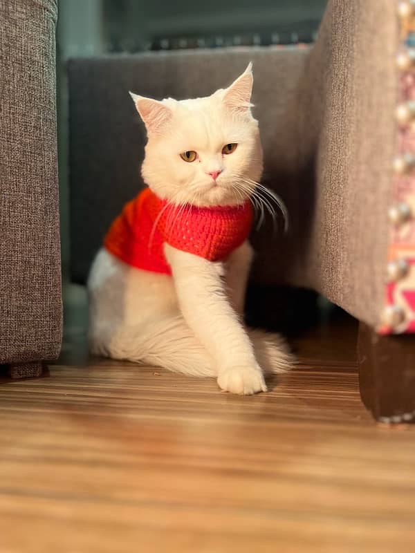 Persian male cat 4