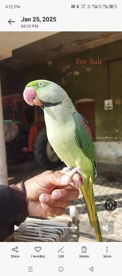 parrot