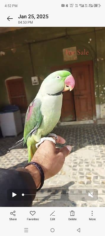 parrot 1