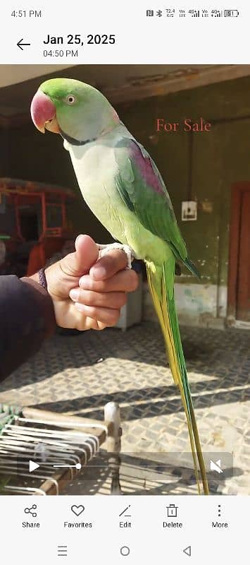 parrot 3