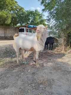 White Tedda Breeder Bakra