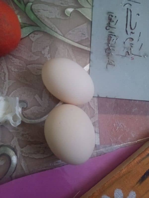 Aseel murghi,Full Healthy active, regular eggs,Half price urgent sale 1