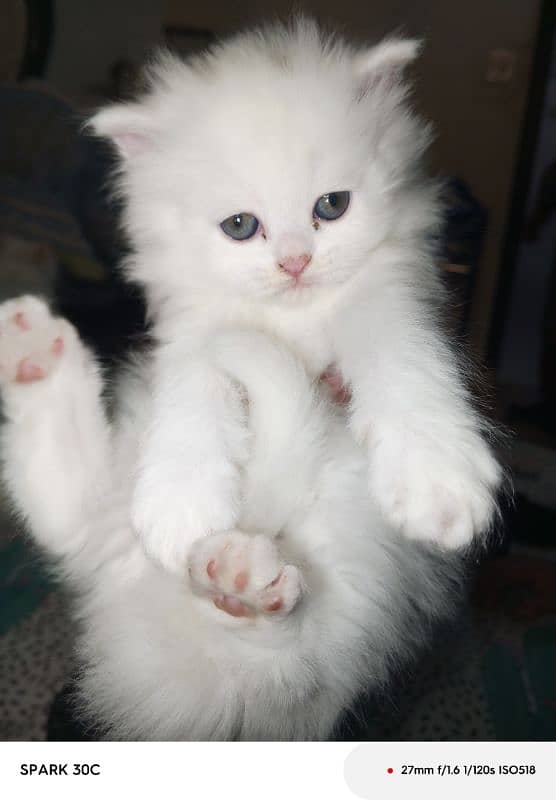 doll face persian kitten  for sale . 0