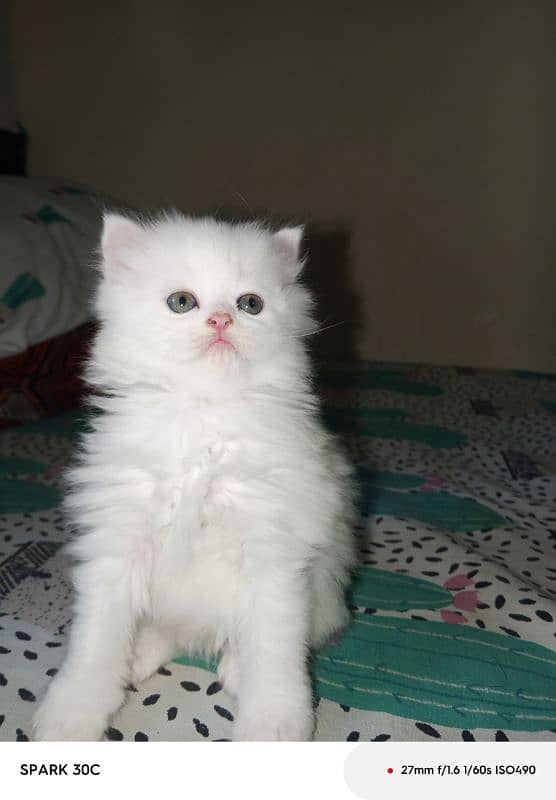 doll face persian kitten  for sale . 1