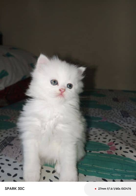 doll face persian kitten  for sale . 2