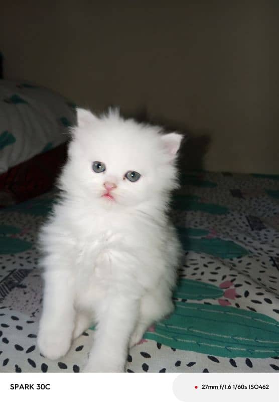 doll face persian kitten  for sale . 4