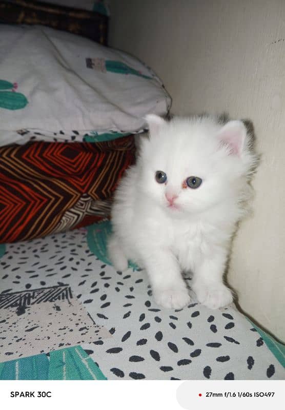 doll face persian kitten  for sale . 5