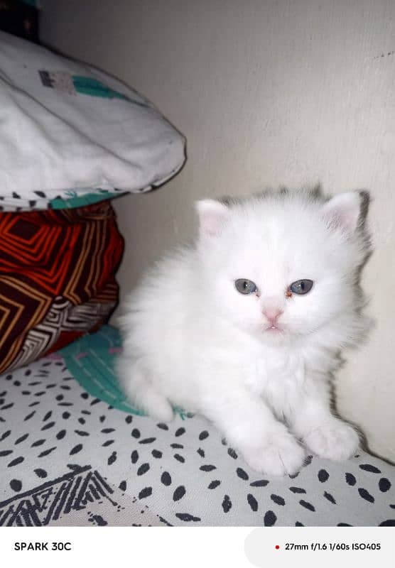 doll face persian kitten  for sale . 6