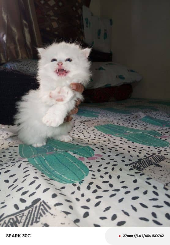 doll face persian kitten  for sale . 7