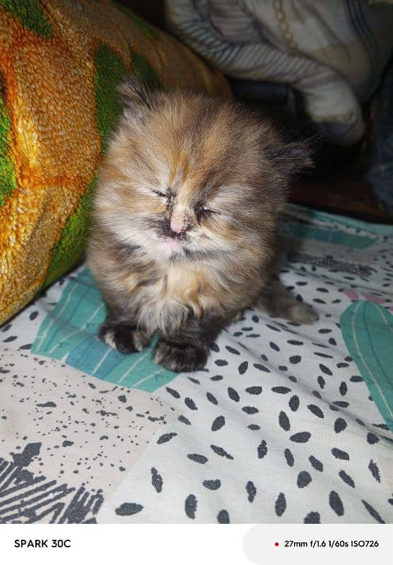 doll face persian kitten  for sale . 8