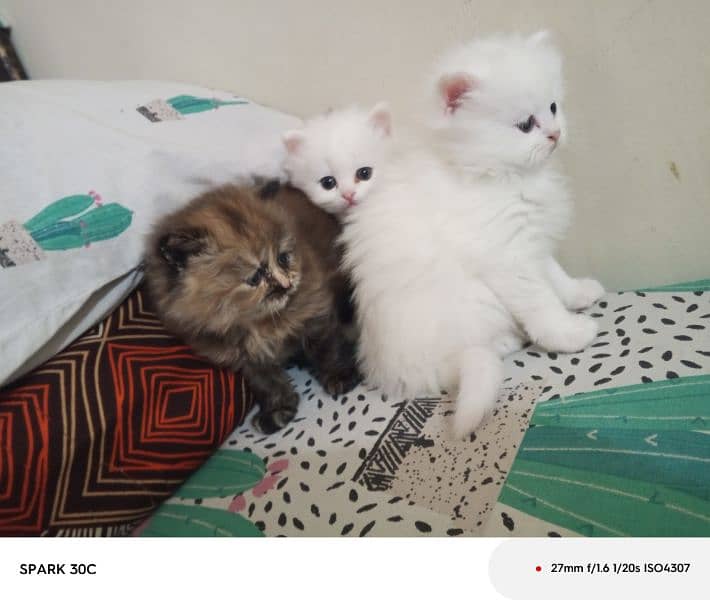 doll face persian kitten  for sale . 9