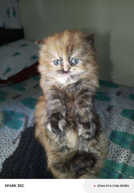 doll face persian kitten  for sale . 11