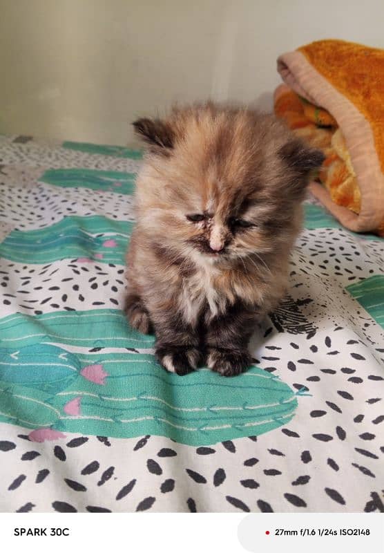 doll face persian kitten  for sale . 13