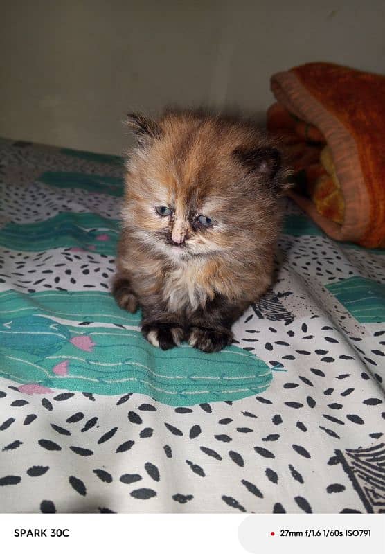 doll face persian kitten  for sale . 14