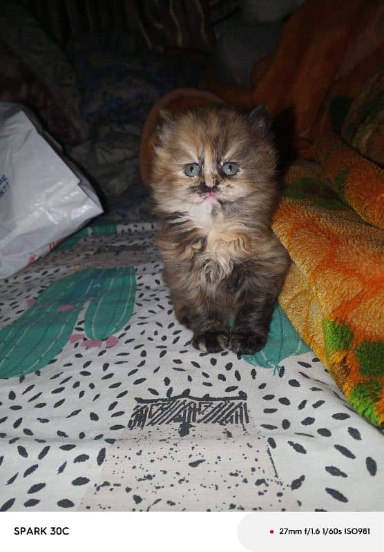 doll face persian kitten  for sale . 15