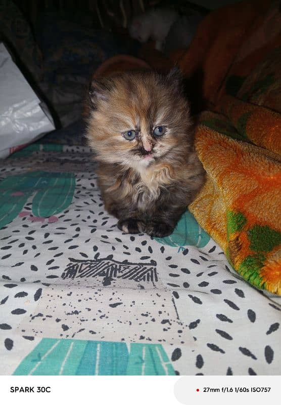 doll face persian kitten  for sale . 16