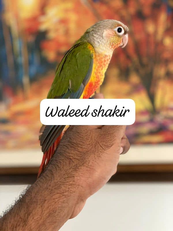 hand tamed Conure 1