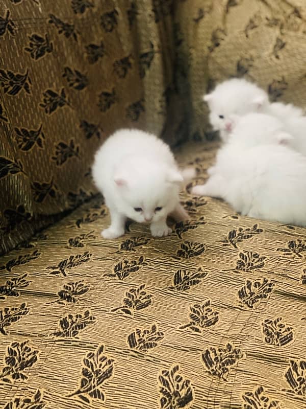 Persian kittens for sale 0