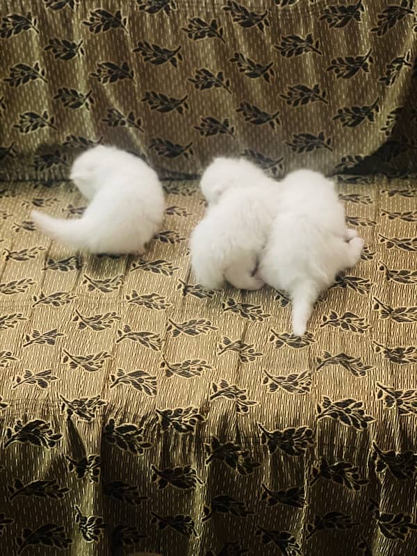 Persian kittens for sale 1