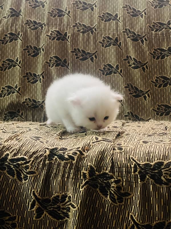 Persian kittens for sale 2