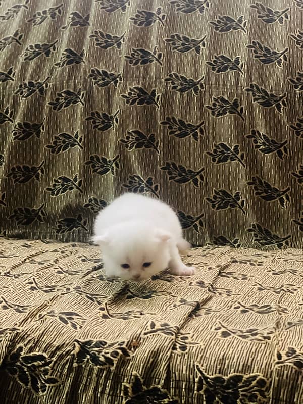 Persian kittens for sale 3