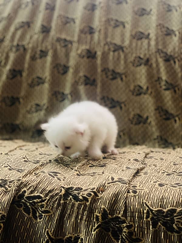 Persian kittens for sale 4