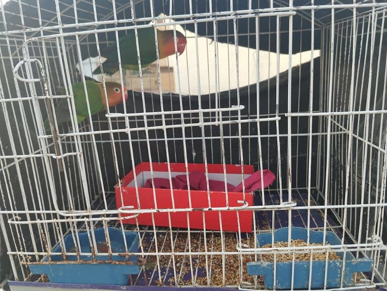 2 parrots with cage 0