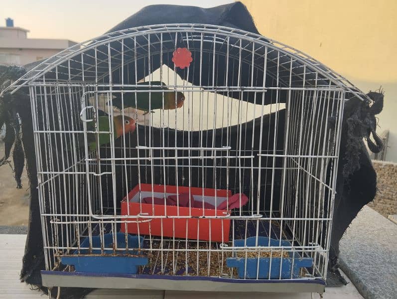 2 parrots with cage 1