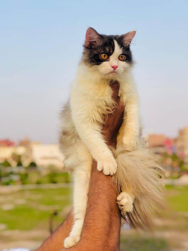 Persian triple coated punch face kitten available for sale 5