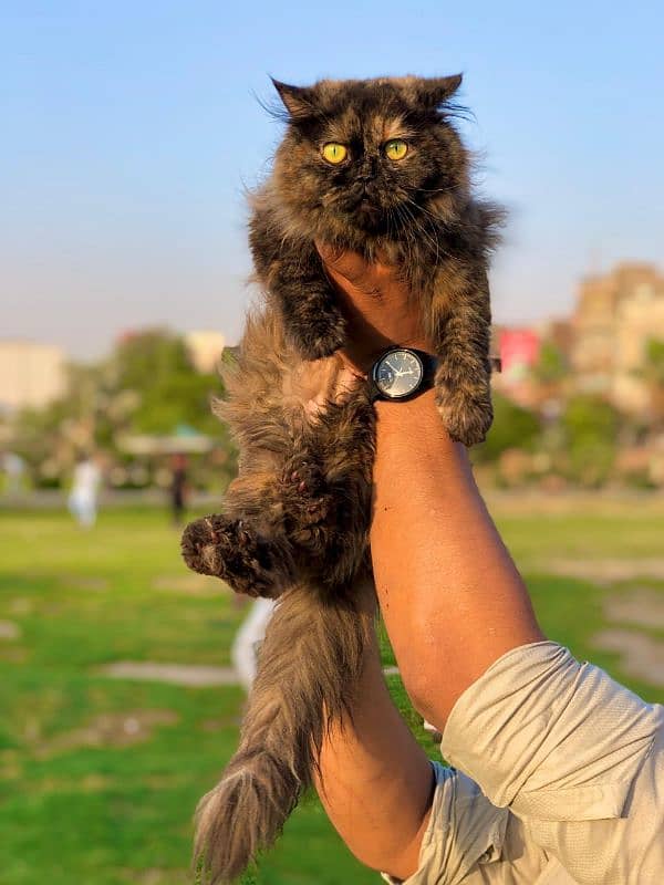 Persian triple coated punch face kitten available for sale 6