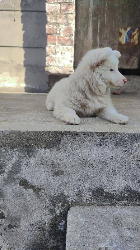 Russian spitz female top quality 3