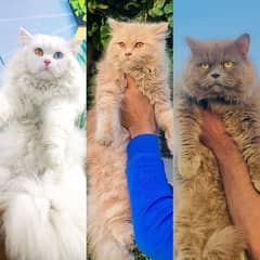 Persian triple coated punch face kitten available for sale