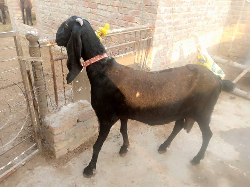 Amratsari goat /ghaban /Bakri /8 daant goat / بکری /black goat 0