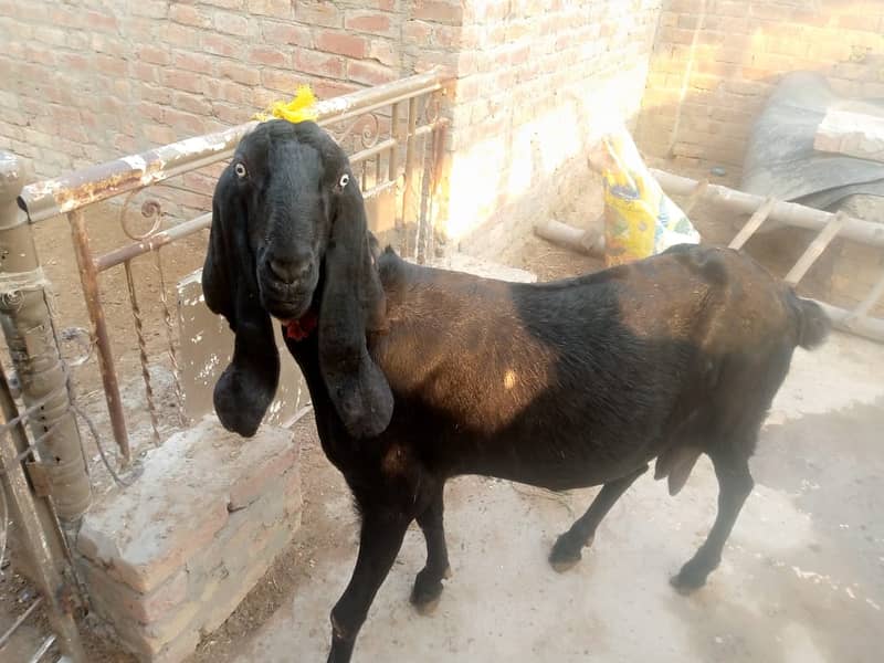 Amratsari goat /ghaban /Bakri /8 daant goat / بکری /black goat 1