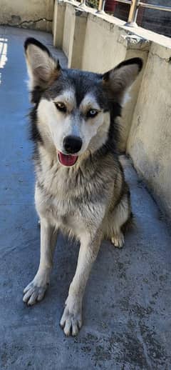 Husky Female DOg Wooly Coated 03316515913