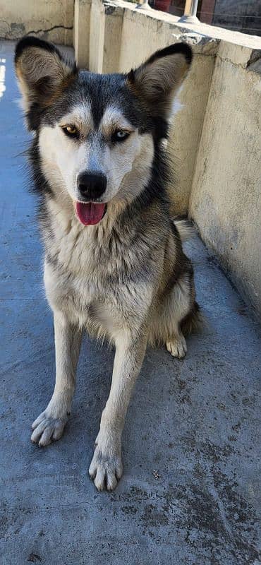 Husky Female DOg Wooly Coated 03316515913 2