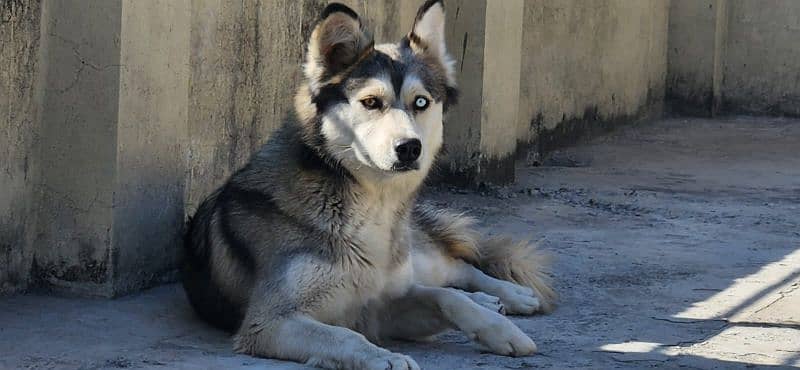 Husky Female DOg Wooly Coated 03316515913 3