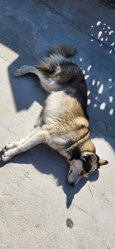 Husky Female DOg Wooly Coated 03316515913 4