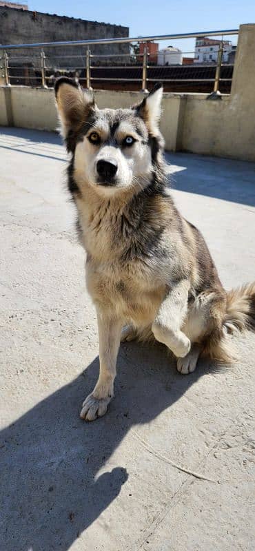 Husky Female DOg Wooly Coated 03316515913 5