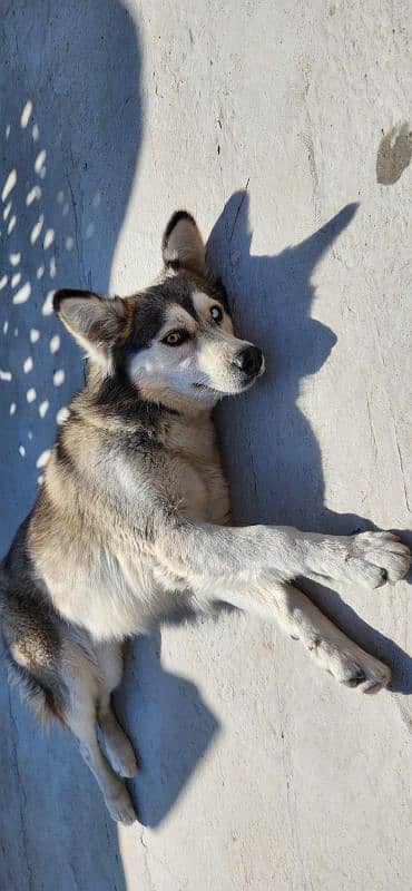 Husky Female DOg Wooly Coated 03316515913 6