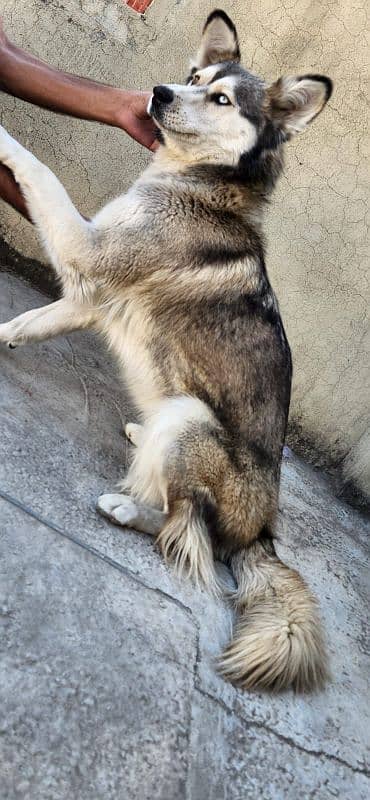 Husky Female DOg Wooly Coated 03316515913 7