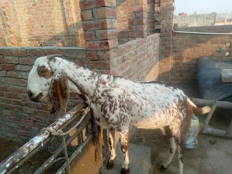 makhi chini /ghaban /Bakri /8 daant goat / بکری /white goat 0