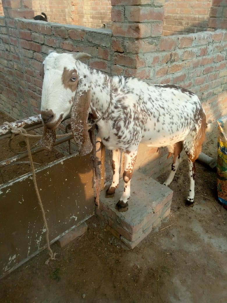 makhi chini /ghaban /Bakri /8 daant goat / بکری /white goat 1