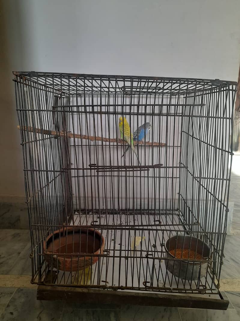 Australian Breeder Pair For Sale With Cage 0