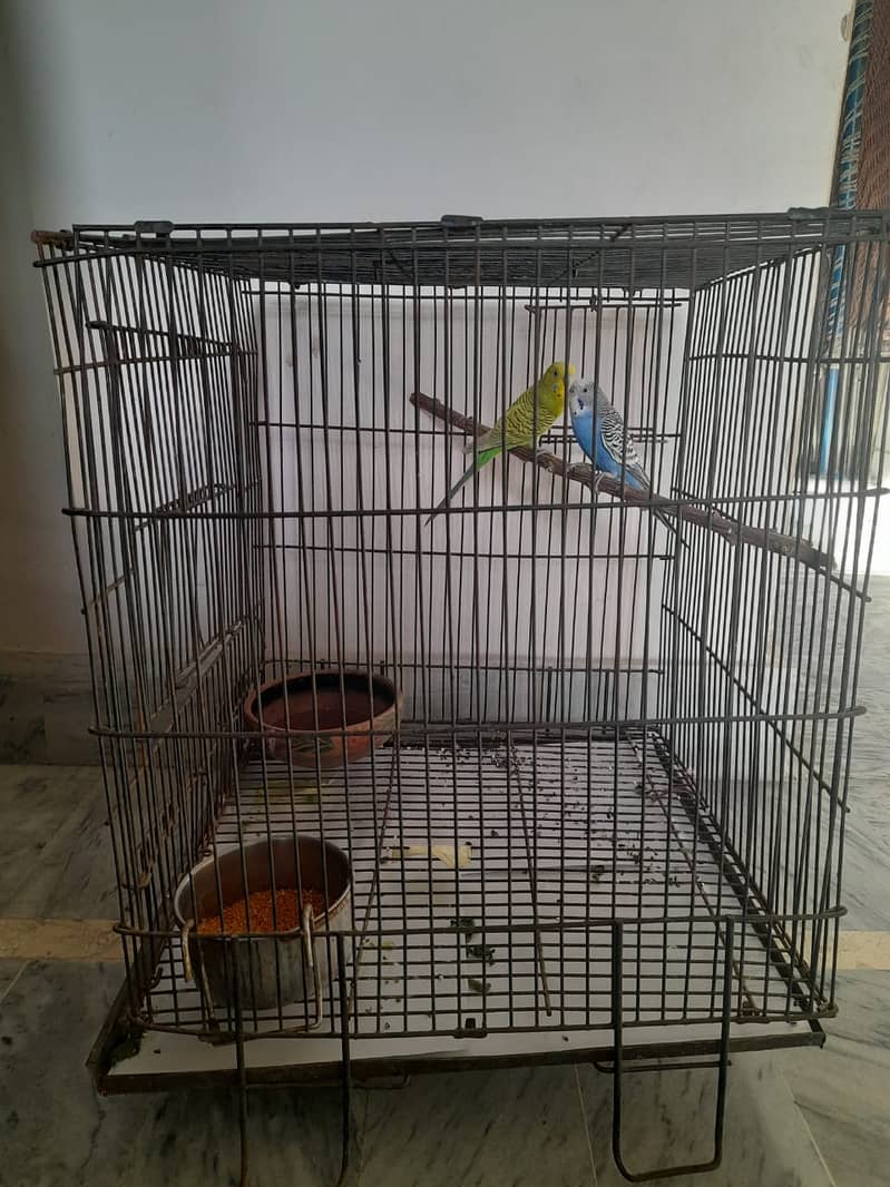 Australian Breeder Pair For Sale With Cage 1